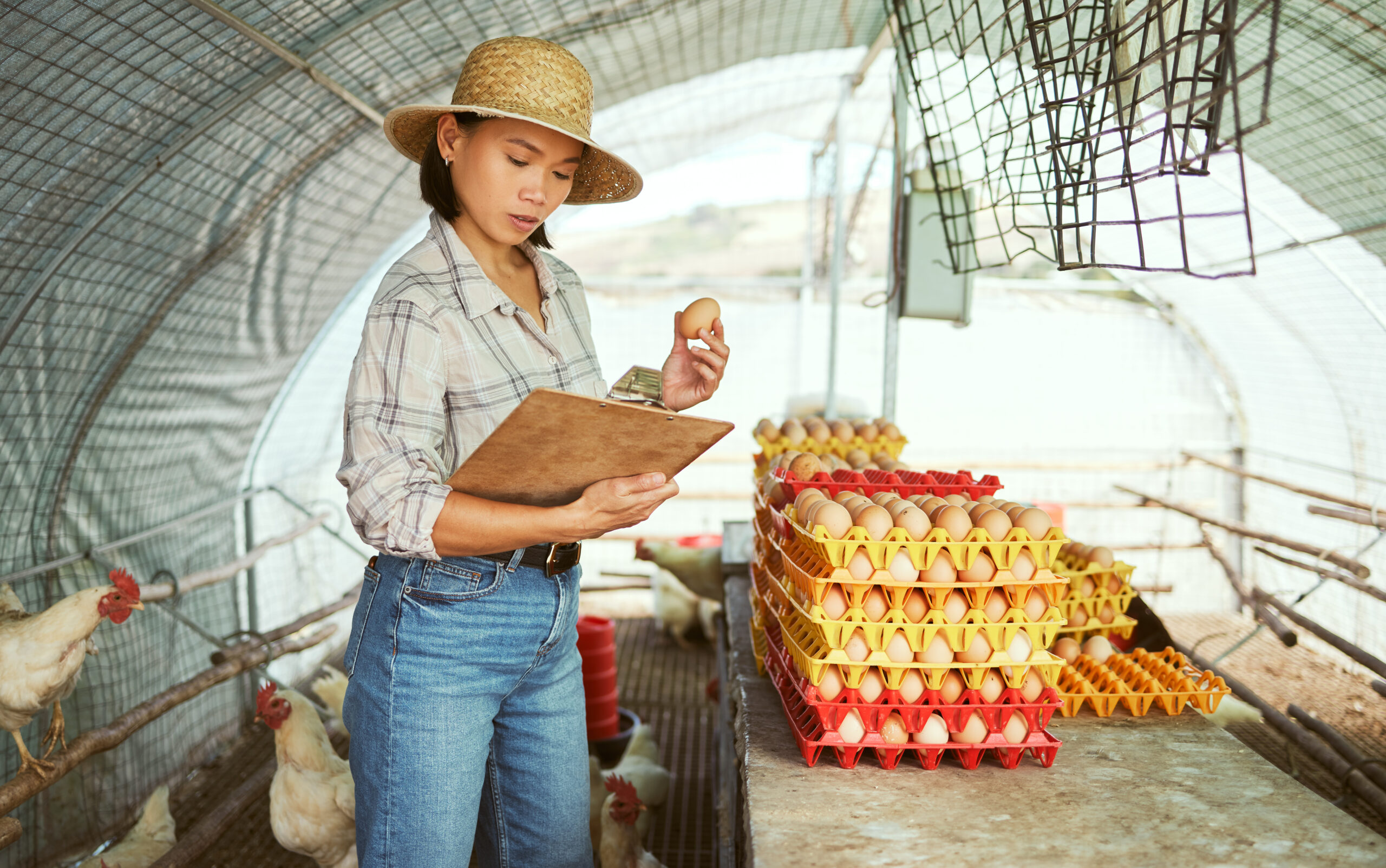 woman-clipboard-or-chicken-eggs-on-farm-export-sa-2022-12-29-22-52-31-utc-scaled.jpg woman-clipboard-or-chicken-eggs-on-farm-export-sa-2022-12-29-22-52-31-utc-scaled.jpg