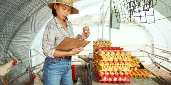 woman-clipboard-or-chicken-eggs-on-farm-export-sa-2022-12-29-22-52-31-utc-scaled.jpg